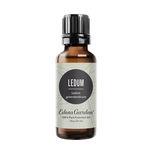 Edens Garden Ledum Essential Oil – 100% Pure, Premium Grade, 30 ml