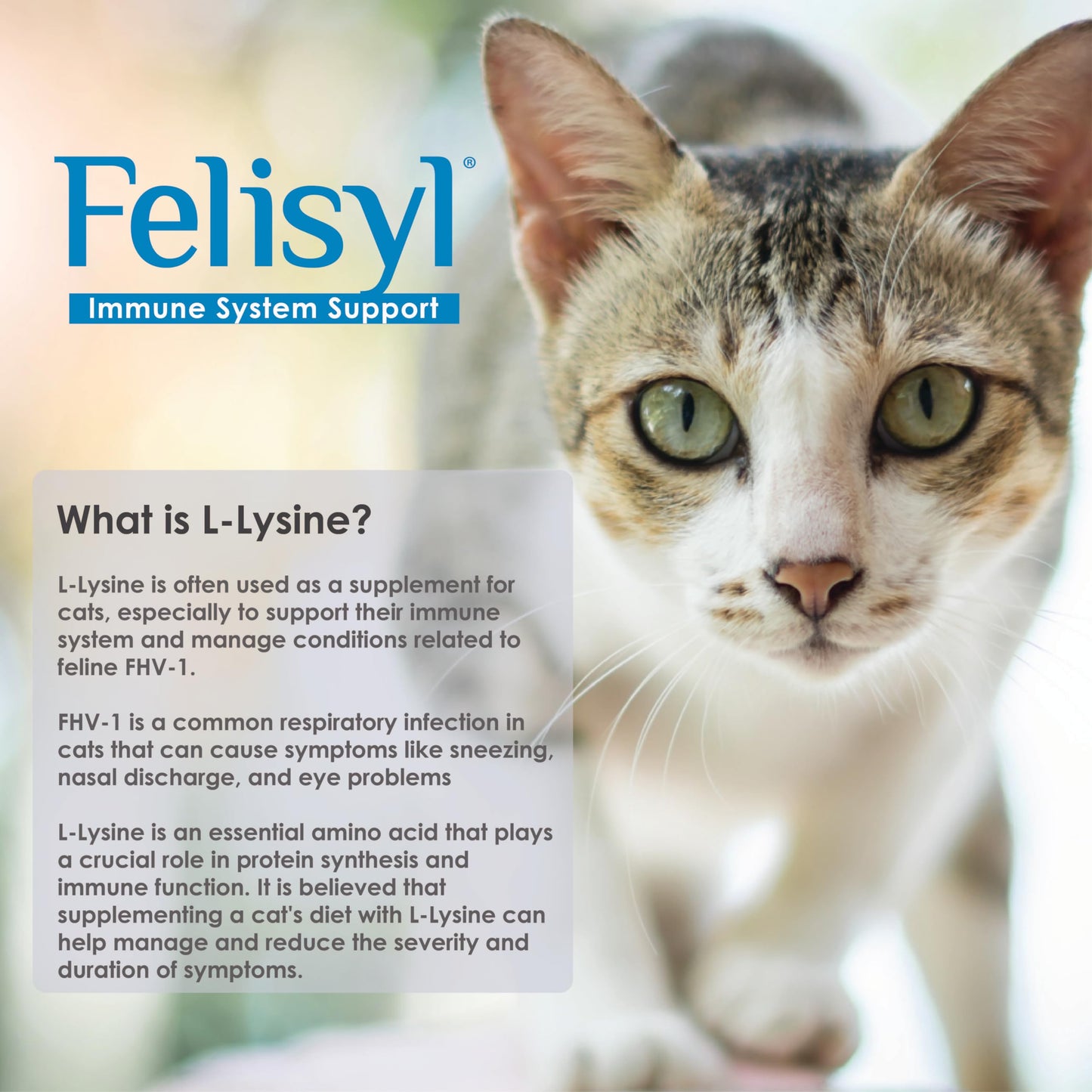 Felisyl L-Lysine Gel for Cats - Immune Support, Respiratory & Vision - Salmon-Flavored - Made in USA - 5 oz Gel (2 Pack)