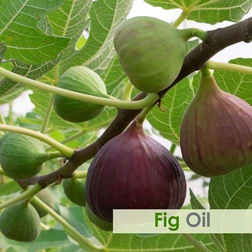Salvia Fig Oil 30 ml – Pure & Natural Skin & Hair Care | Aromatherapy Oil