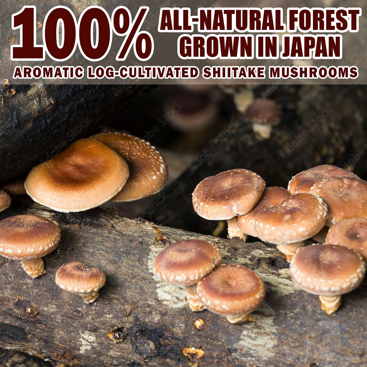 Japanese Shiitake Umami Powder 1.4oz – 100% Natural, No MSG | Towa Kanbutu