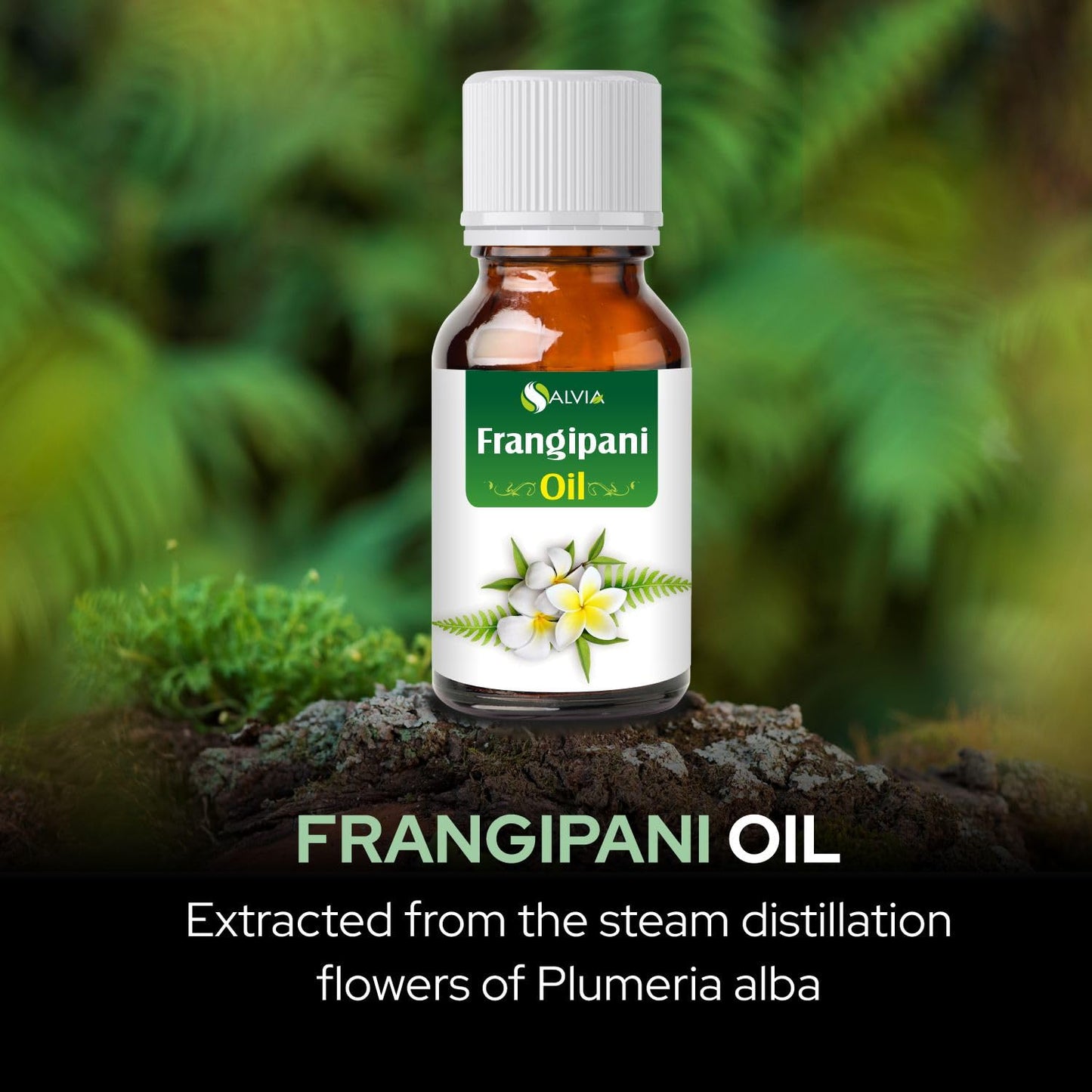 Frangipani Oil (Plumeria) – 100% Pure & Natural Undiluted Essential Oil | Organic Standard | 30ml