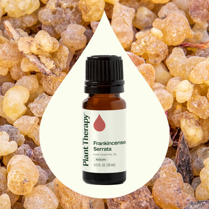 Plant Therapy Frankincense Serrata Essential Oil – 100% Pure, 10 mL