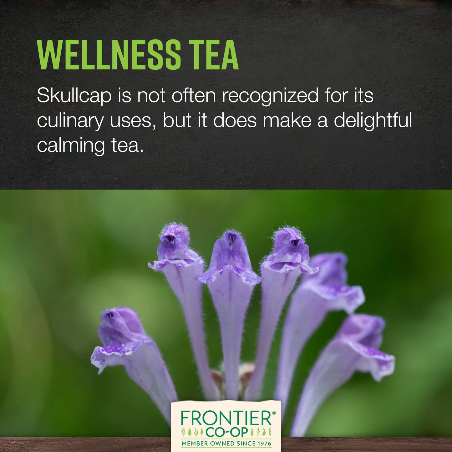 Frontier Co-op Organic Skullcap Herb (Cut & Sifted) 1lb – Certified Organic