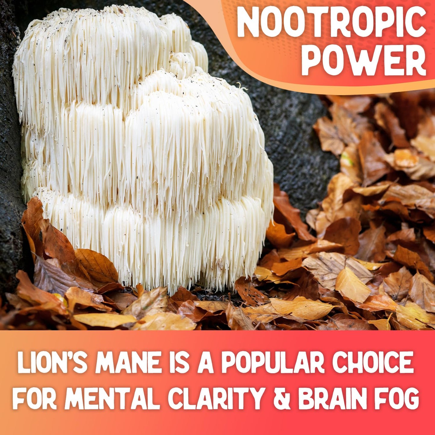 Fungi Fusion Organic Mushroom Powder Blend - Lion's Mane, Red Reishi, Chaga, Cordyceps (8 oz)