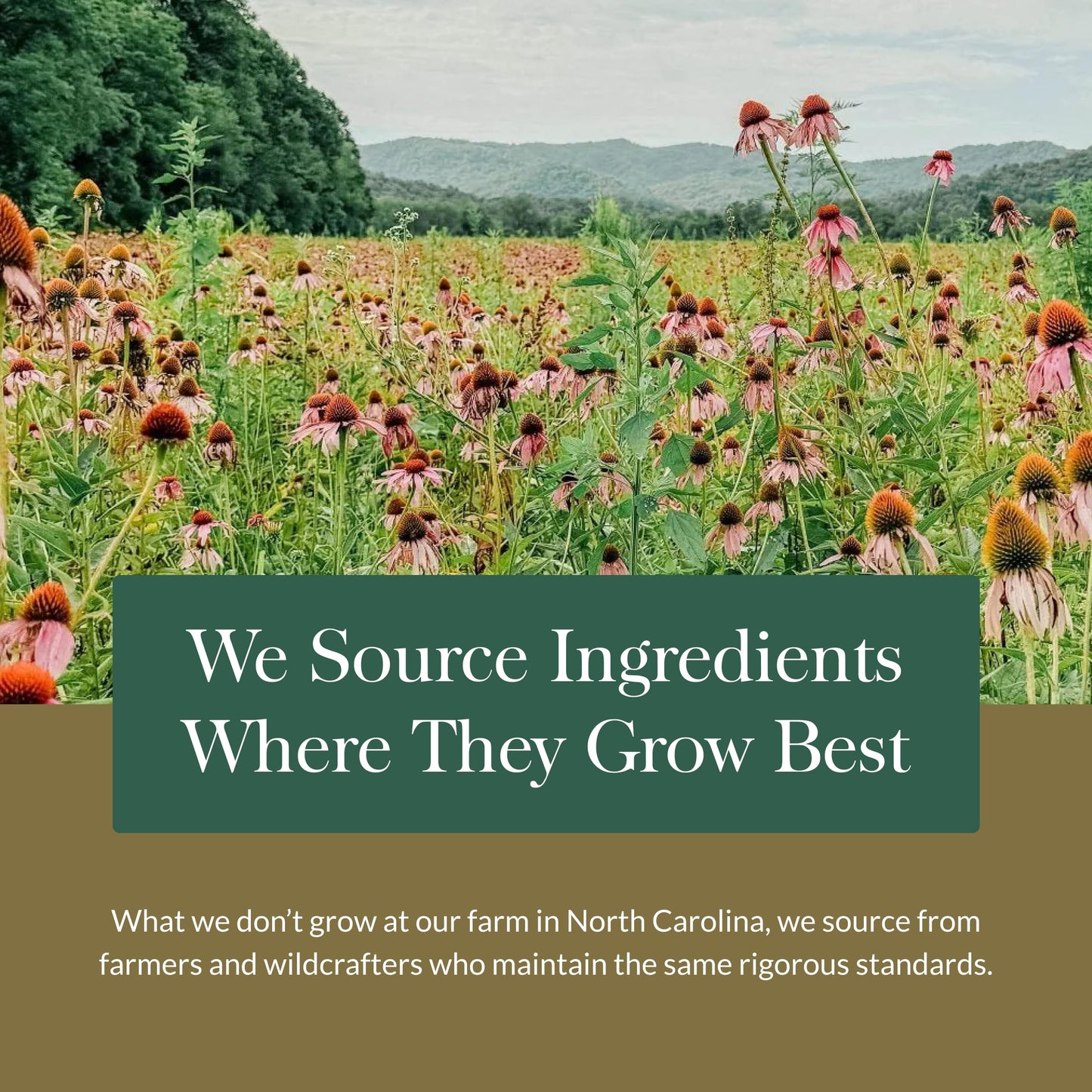 Gaia Herbs Mighty Lungs - Lung Support Supplement with Traditional Respiratory Herbs | 60 Vegan Liquid Phyto-Capsules (30-Day)