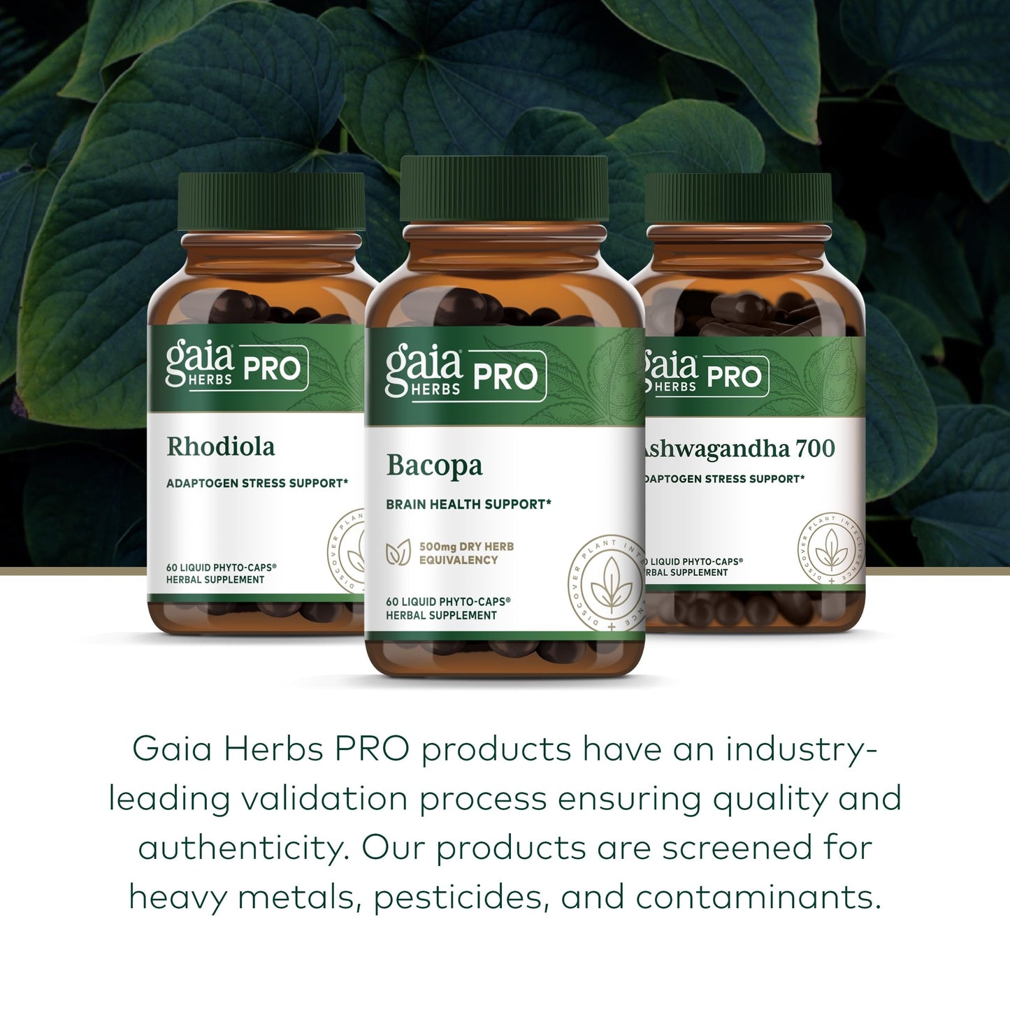 GAIA HERBS PRO Bacopa – Brain Health & Nootropic Support – 60 Liquid Phyto-Caps (30 Servings)