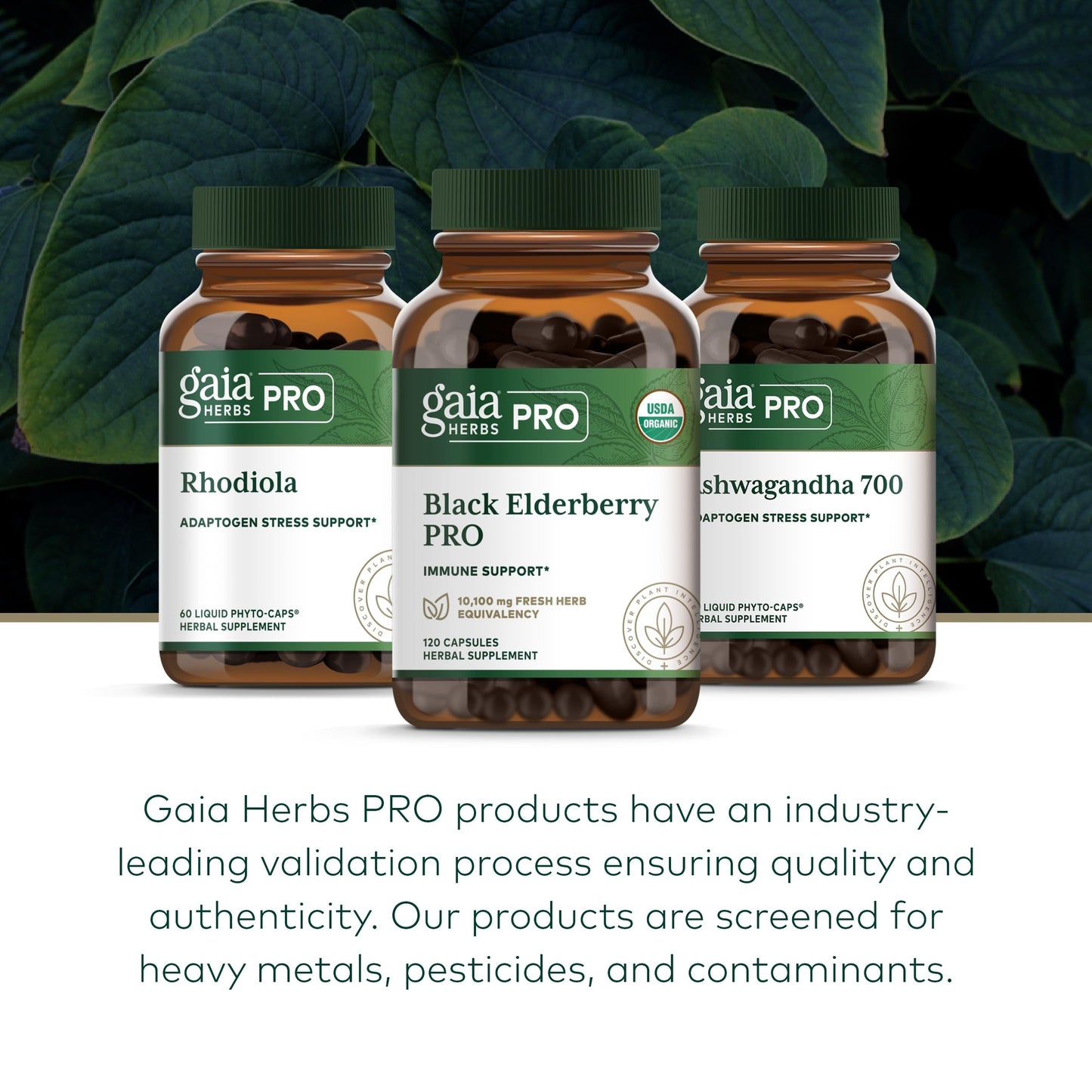 GAIA HERBS PRO Black Elderberry PRO - Immune Support*, Organic Elderberry Extract, Vegan, 120 Capsules (60 Servings)