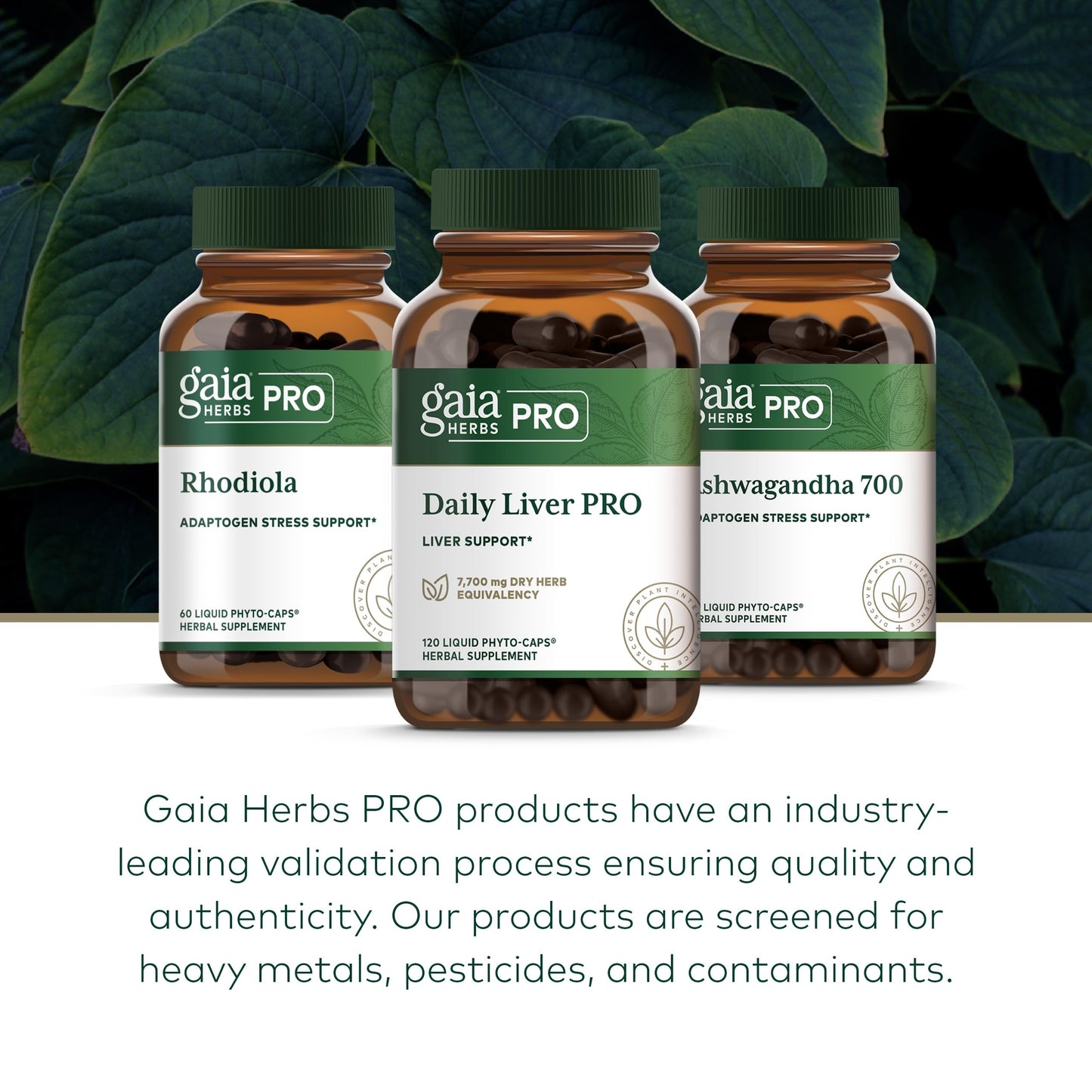 Gaia Herbs Pro Daily Liver Pro – Natural Liver Support with Milk Thistle, Turmeric, Licorice Root | Vegan, Organic & Gluten-Free | 120 Liquid Phyto-Caps (60 Servings)