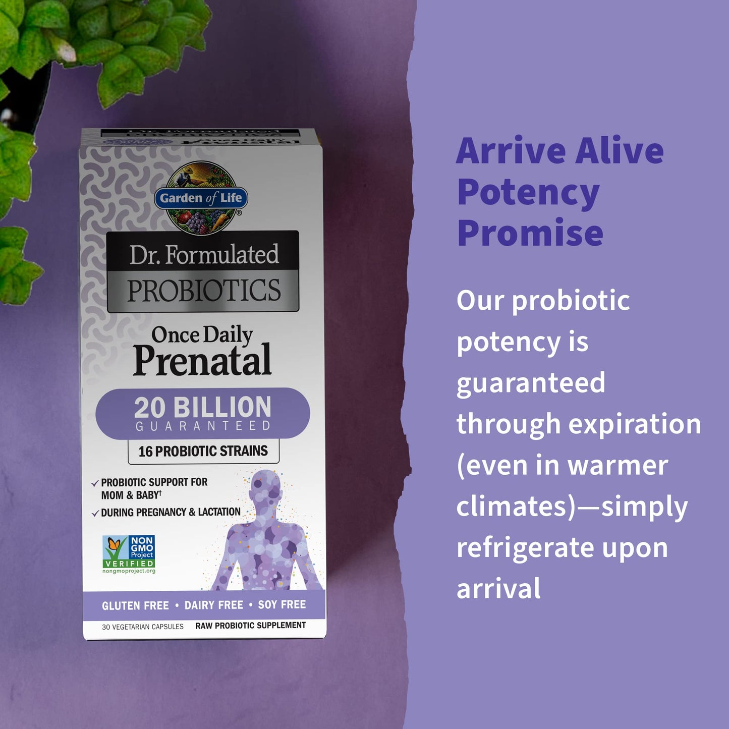 Garden of Life Dr. Formulated Probiotics Once Daily Prenatal – 20B CFU, 16 Strains, 30 Count
