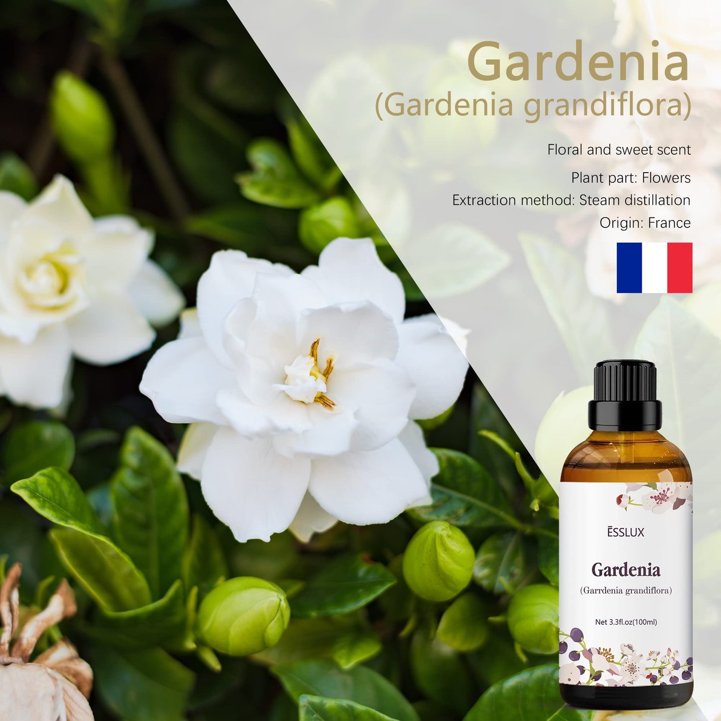 Gardenia Essential Oil 100ml (3.3 Fl Oz) – ESSLUX Aromatherapy