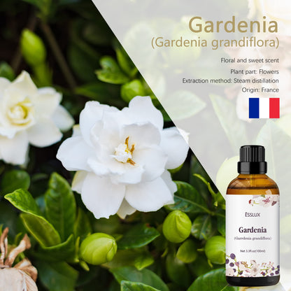 Gardenia Essential Oil 100ml (3.3 Fl Oz) – ESSLUX Aromatherapy