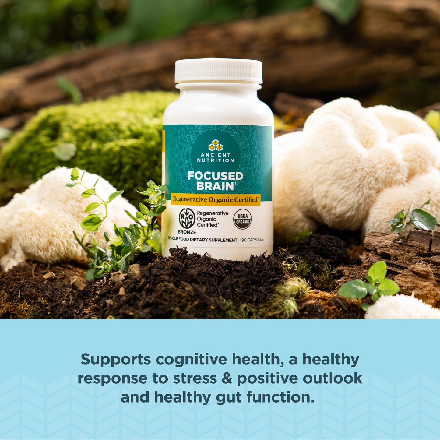 Ancient Nutrition Regenerative Organic Certified Focused Brain Capsules - Ginkgo Leaf & Lion's Mane, Gluten Free, Paleo & Keto (90 Count)