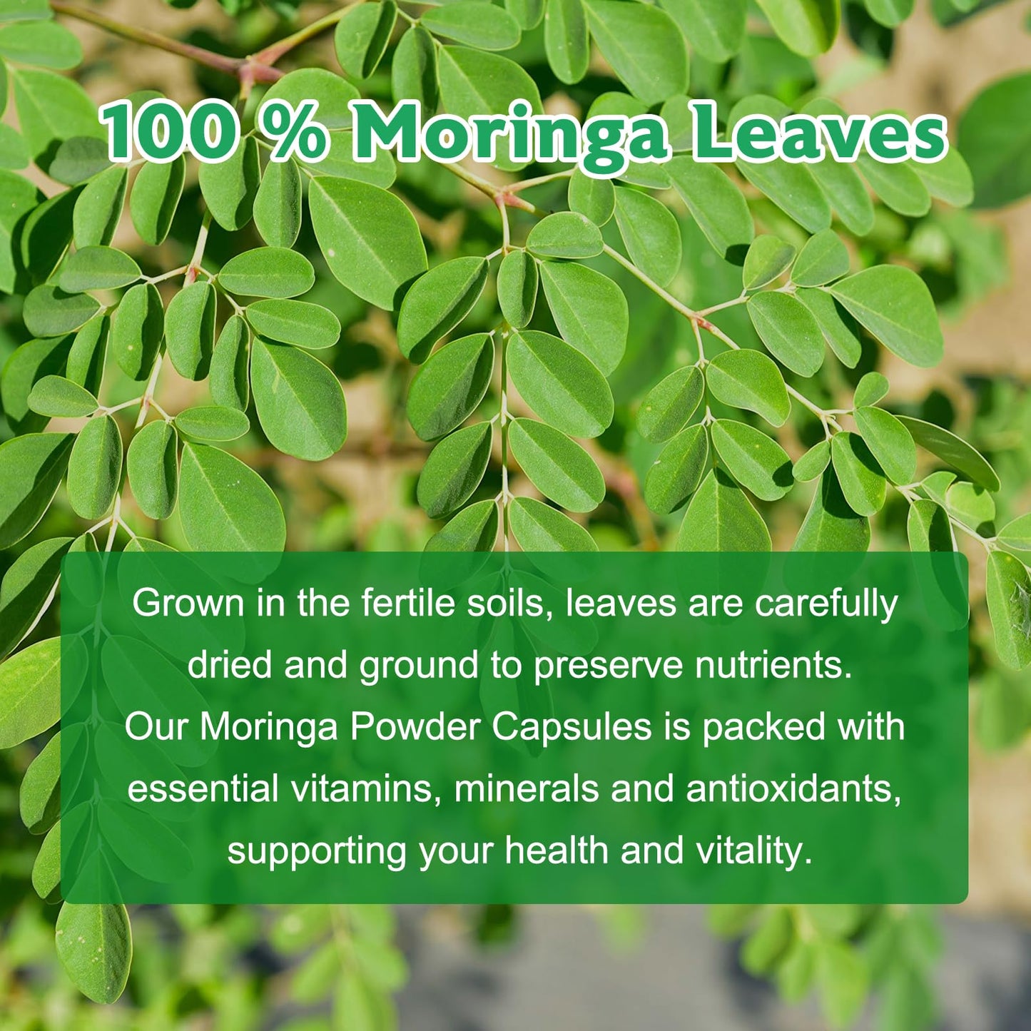 Moringa Powder Capsules | Pure Moringa Leaf – 800mg per Capsule, 120 Vegan Capsules