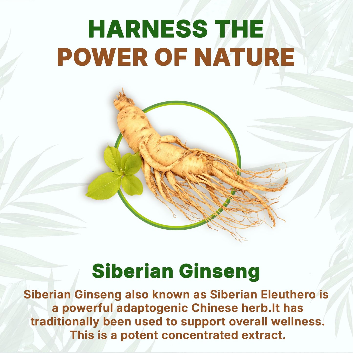Go Nutra Siberian Ginseng - Eleuthero Root Powder 4:1 Extract, 1lb