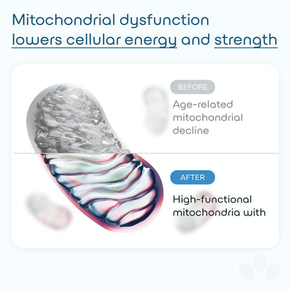 GreenLab Urolithin A+ 1500mg – Advanced Formula for Cellular Energy