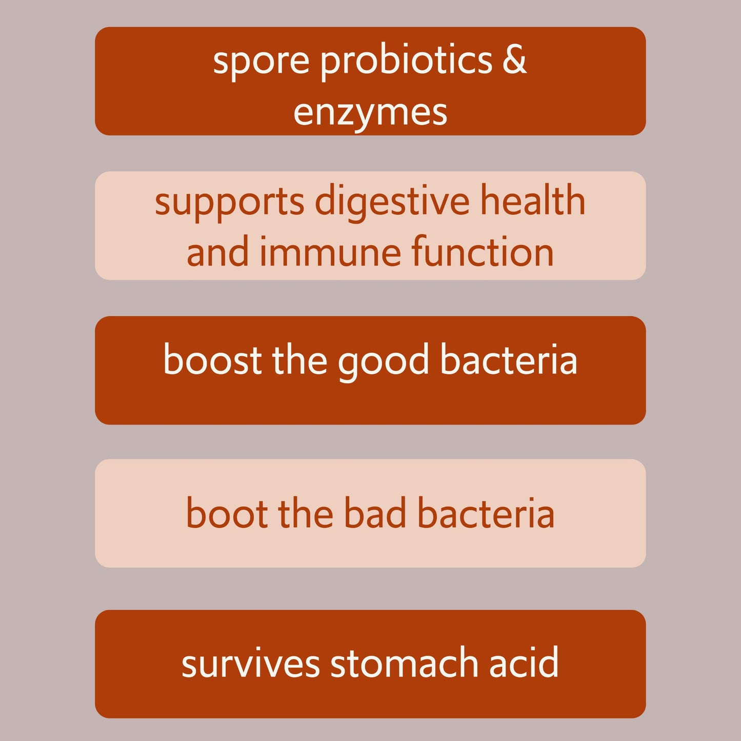 New Bacillus B3 Probiotic Complex & Enzymes – 60 Capsules (100% Spore-Based SBO)