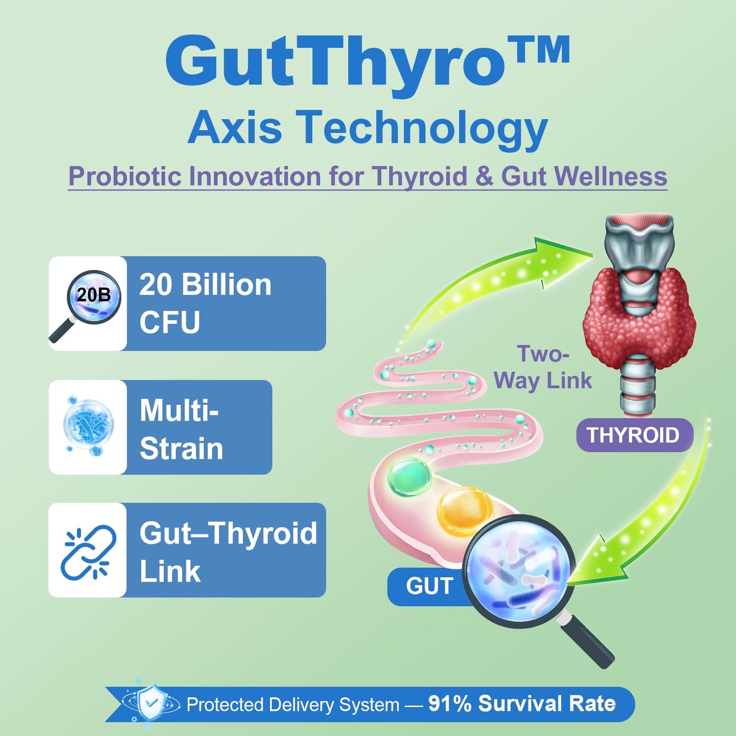 Thyroid Support for Women – 120 Capsules | ThyroSynth™ & GutThyro Probiotics