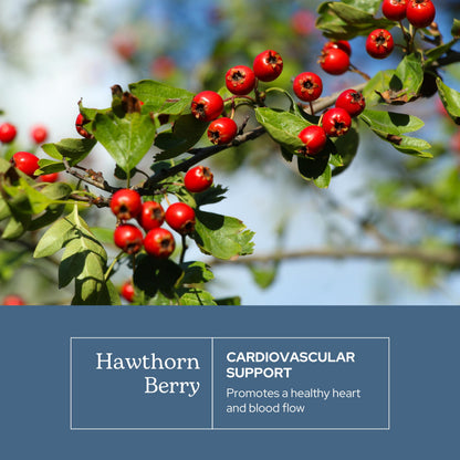 Eclectic Institute Hawthorn Berry – Raw Freeze-Dried, Non-GMO | 90 CT (500 mg)