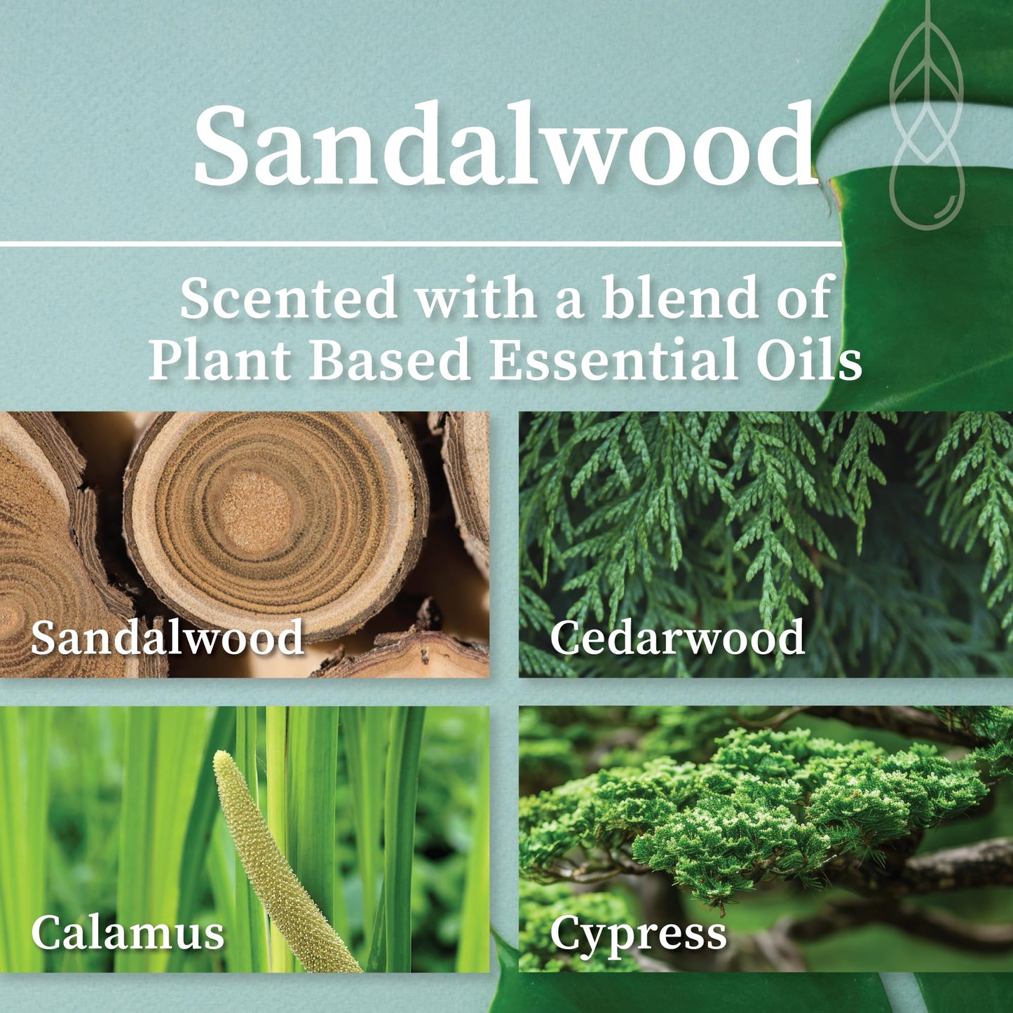 Hemlock Park Wood Wick Candle | Coconut Wax 8 oz Sandalwood