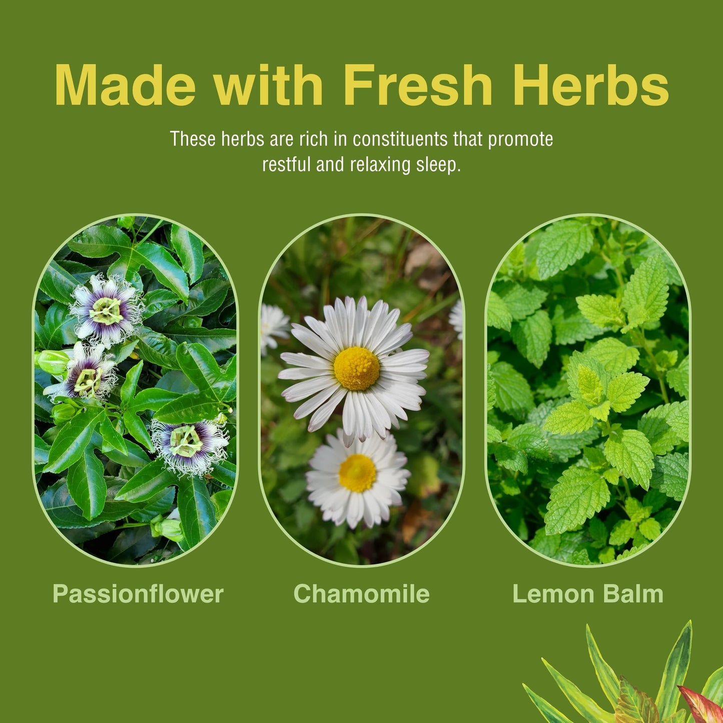 Herbs Etc. Deep Sleep Classic Liquid Extract - Gentle Herbal Sleep Support