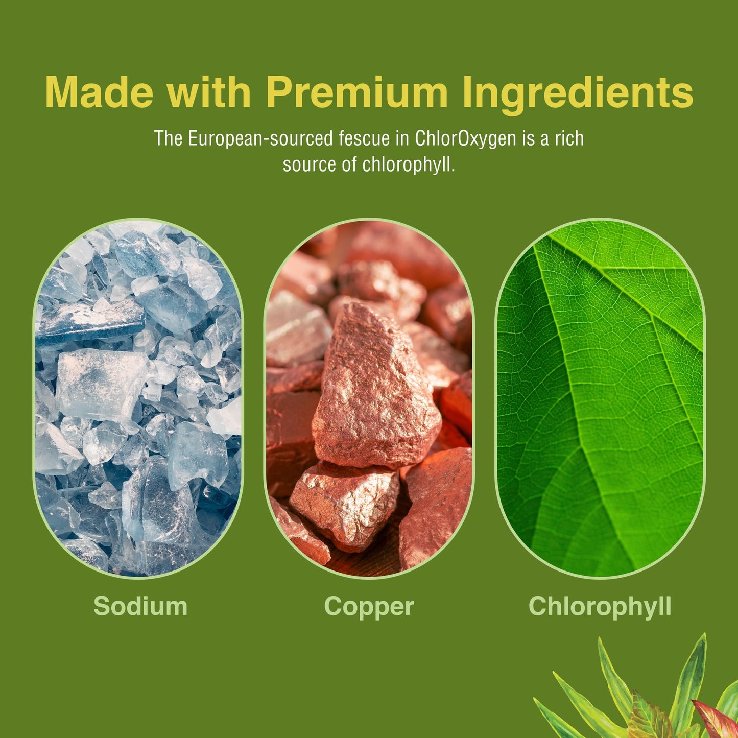 Herbs Etc. ChlorOxygen Chlorophyll Concentrate – Blood Circulation & Altitude Support | 120 Softgels (2 Pack)