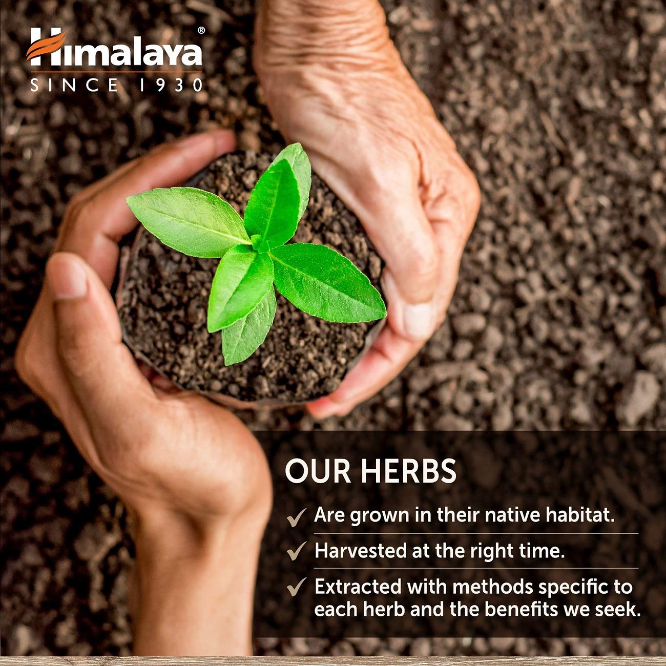 Himalaya HeartCare: Cardiovascular Wellness, Cholesterol & Blood Pressure Support - 720mg, 240 Capsules