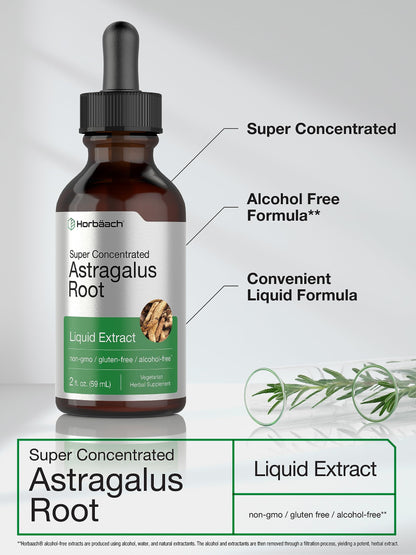 Horbäach Astragalus Root Extract Liquid - 2 fl oz | Alcohol-Free Tincture | Super Concentrated | Vegetarian, Non-GMO, Gluten Free