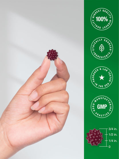 Horbaach Black Elderberry Gummies - 120 Count (Pack of 2) | Zinc & Vitamin C | Vegan, Non-GMO, Gluten Free