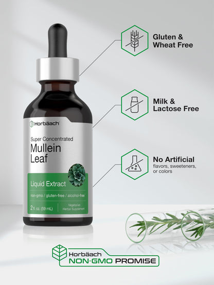 Horbäach Mullein Leaf Extract Drops – Alcohol Free, 2 fl oz | Vegetarian, Non-GMO & Gluten Free