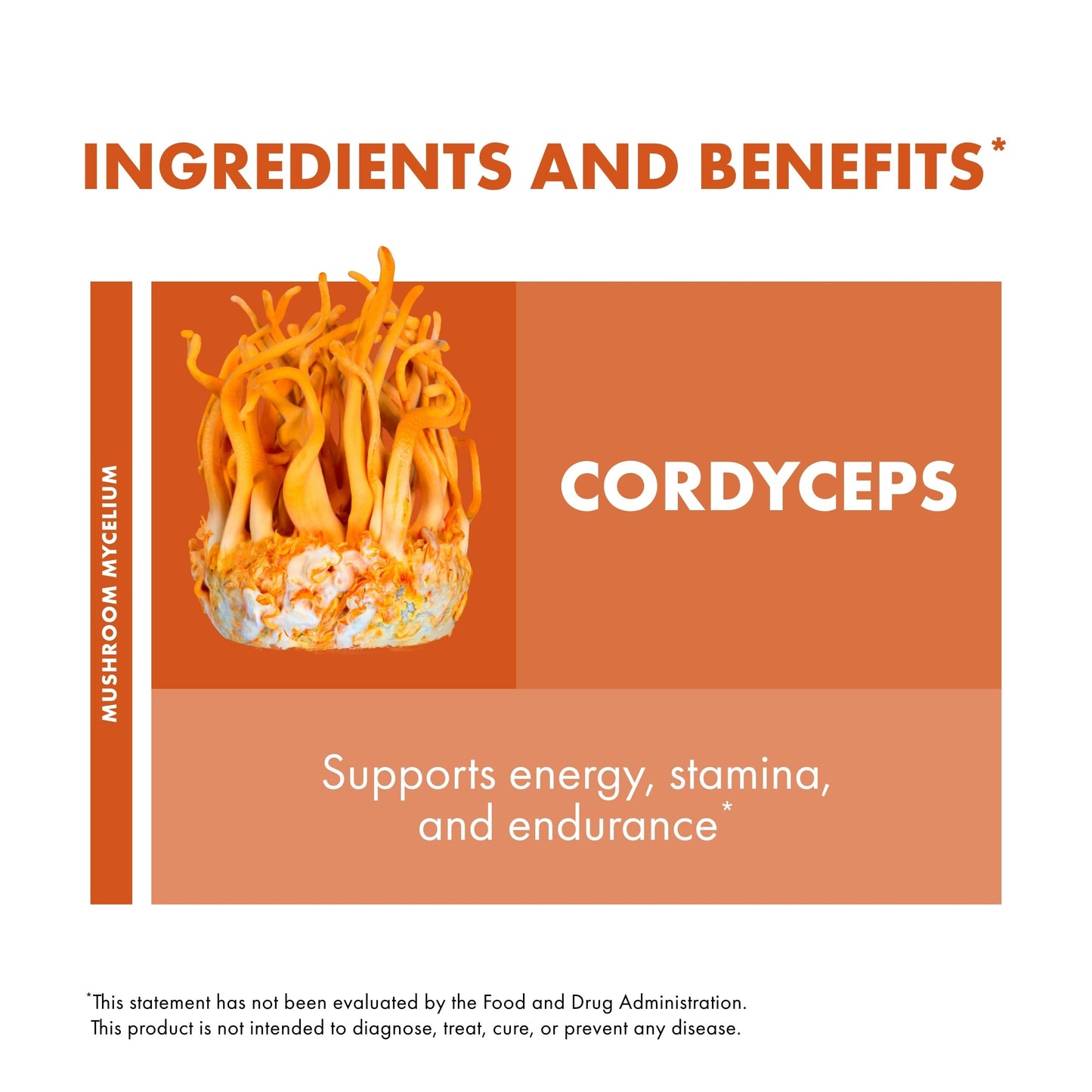Host Defense Cordyceps Powder | Immune & Energy Support, Kidney Health | 3.5 oz (66 Servings)