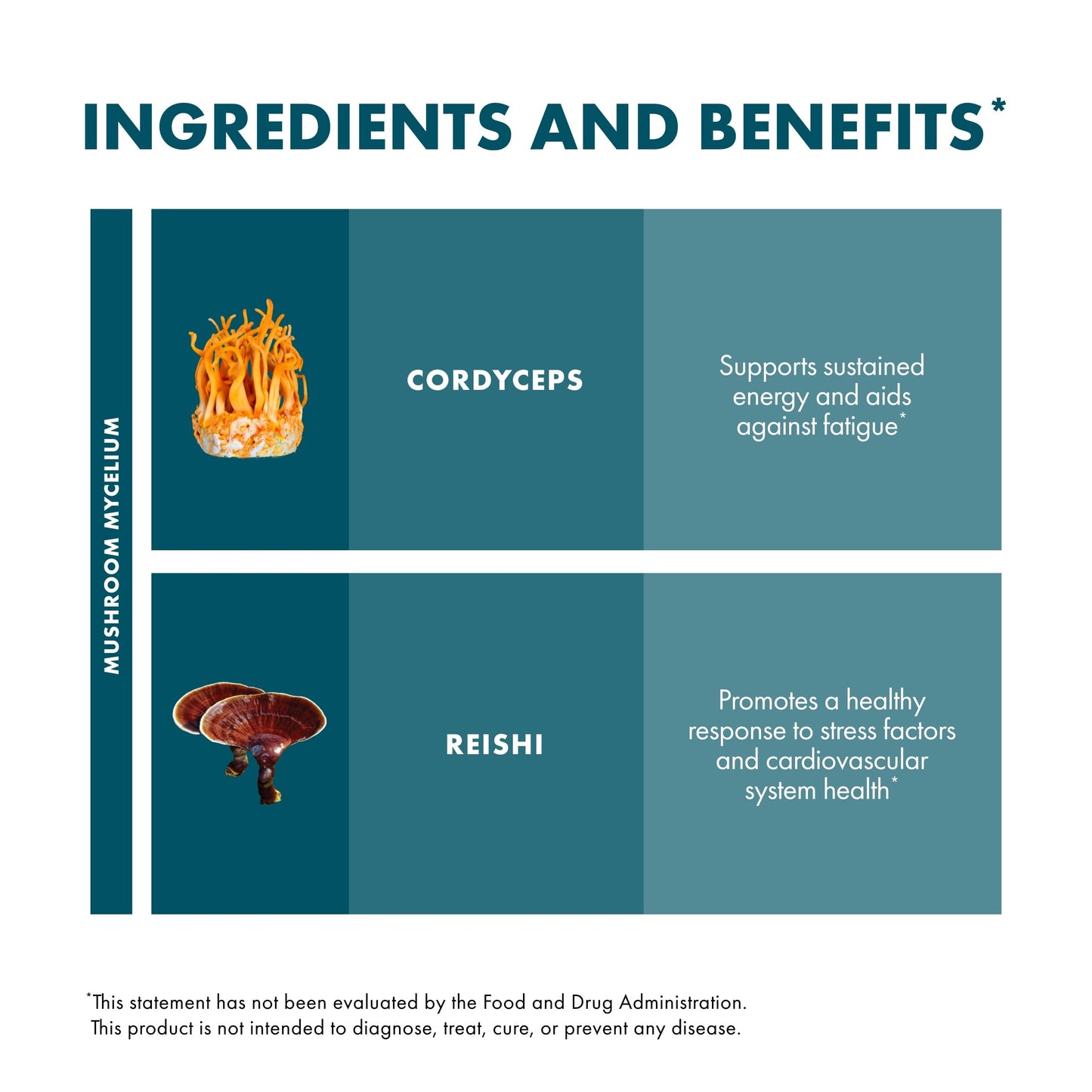 Host Defense CordyChi Extract - Cordyceps & Reishi Mushroom Supplement for Energy & Immune Support | 2 fl oz