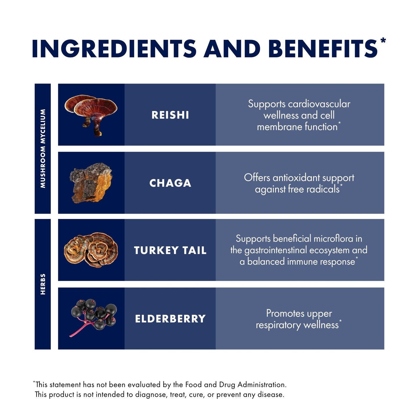 Host Defense Elderberry Plus Syrup - Immune & Respiratory Support Mushroom Supplement with Turkey Tail, Reishi, Agarikon & Chaga | 4 fl oz (12 Servings) Pack of 2