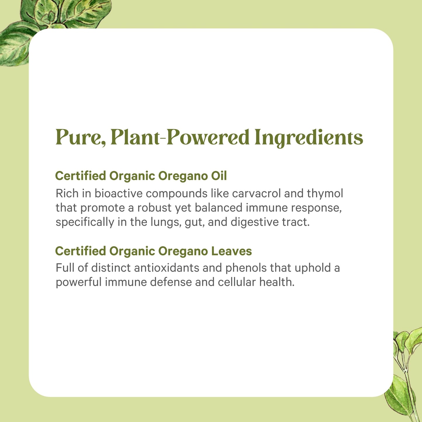 PURE SYNERGY SuperPure Oregano Extract Capsules | Organic Oregano Oil & Leaf