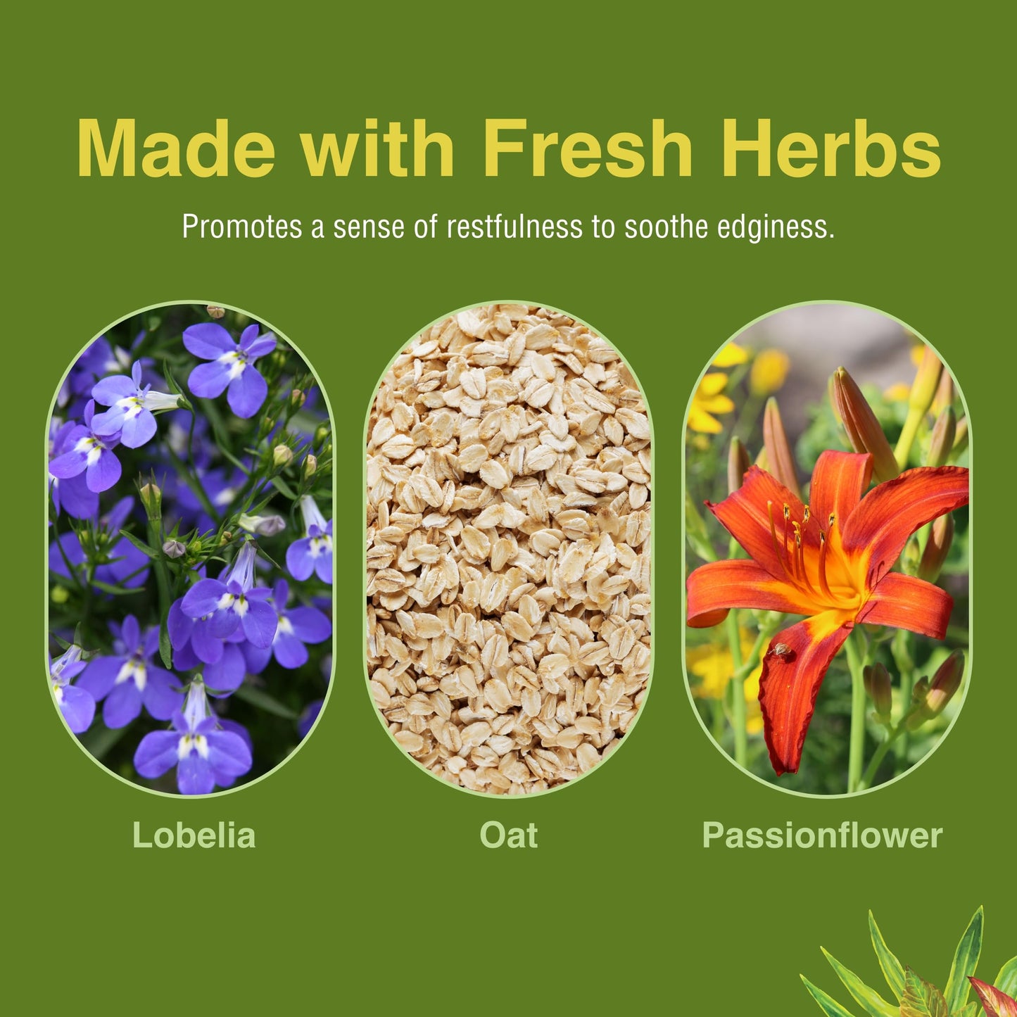 Herbs, Etc. Smoke Free 60 Softgels | Quit Support & Healthy Lungs