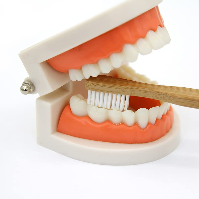 Kiddison Brushing Teeth Activity Set – Montessori Practical Life