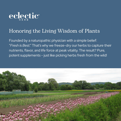 Eclectic Herb Bilberry Capsules | Vision Health & Cardiovascular Support | Vegan, Non-GMO