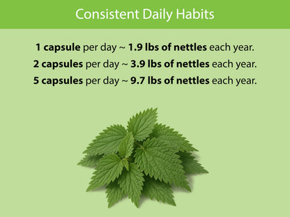 KOYAH Organic Stinging Nettle Leaf Capsules – Freeze-Dried 300 mg (2,400 mg Fresh) – Immune & Respiratory Support – 60 Capsules