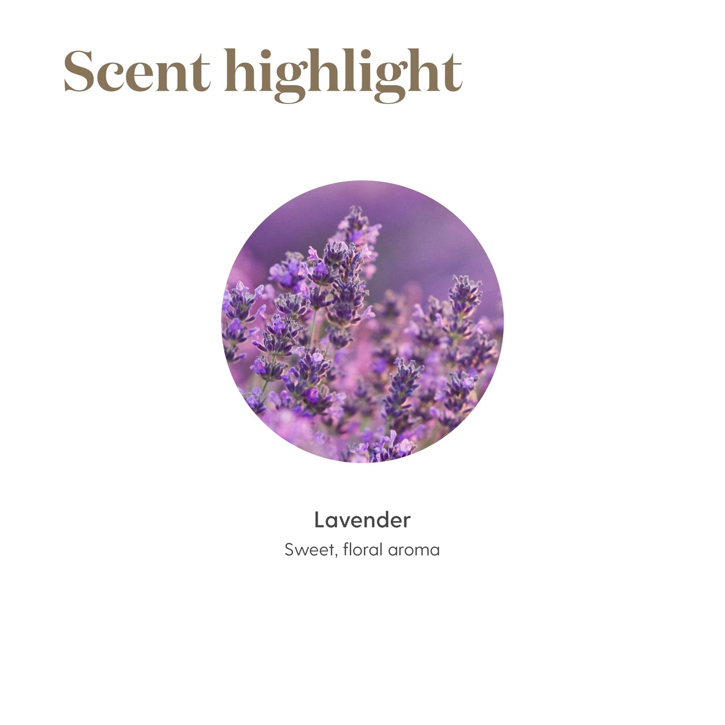 Young Living Lavender Essential Oil 15ml | Pure & Versatile