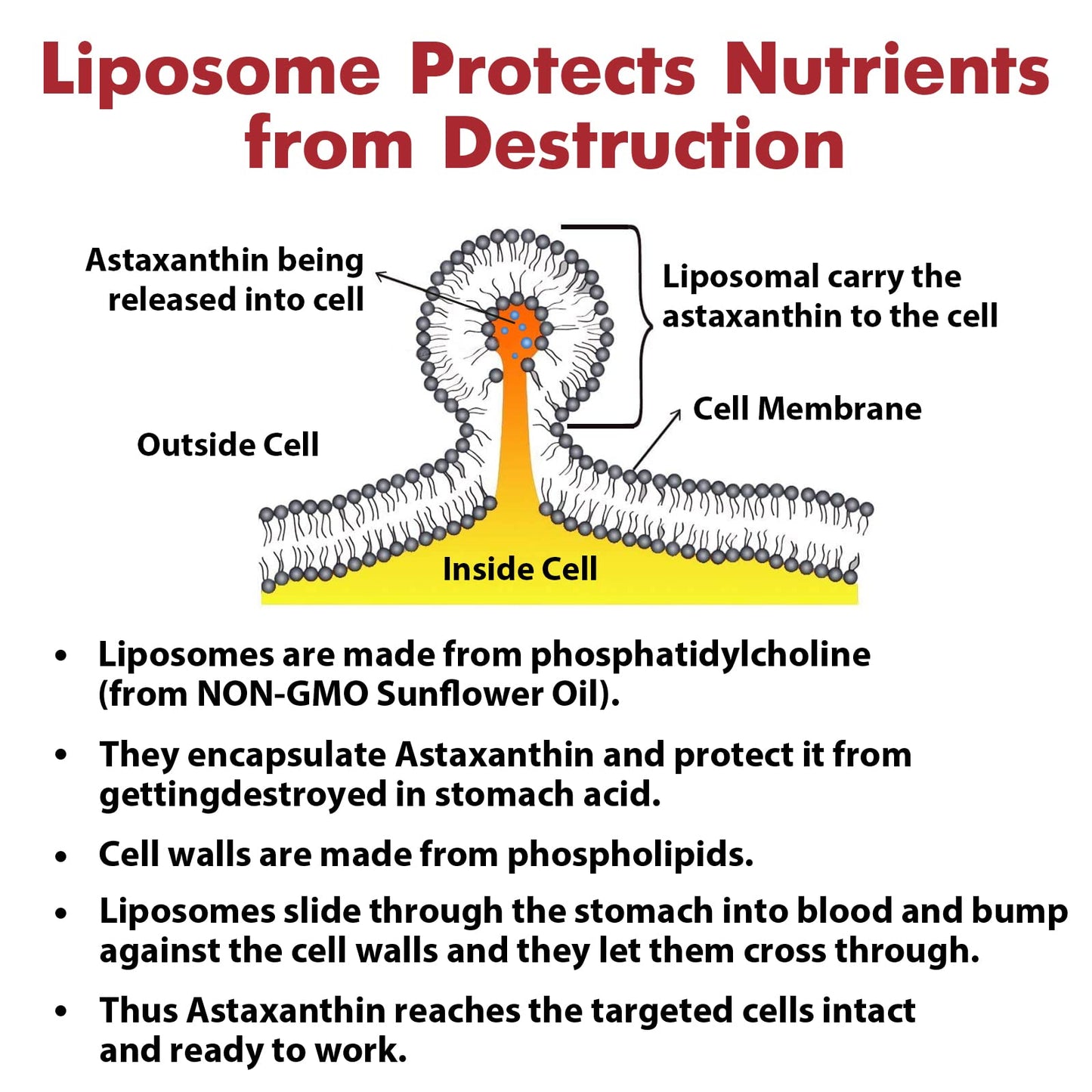Liposomal Astaxanthin 24MG — Maximum Absorption, Non-GMO & Gluten Free, 120 Softgels
