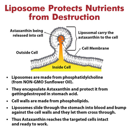 Liposomal Astaxanthin 24MG — Maximum Absorption, Non-GMO & Gluten Free, 120 Softgels