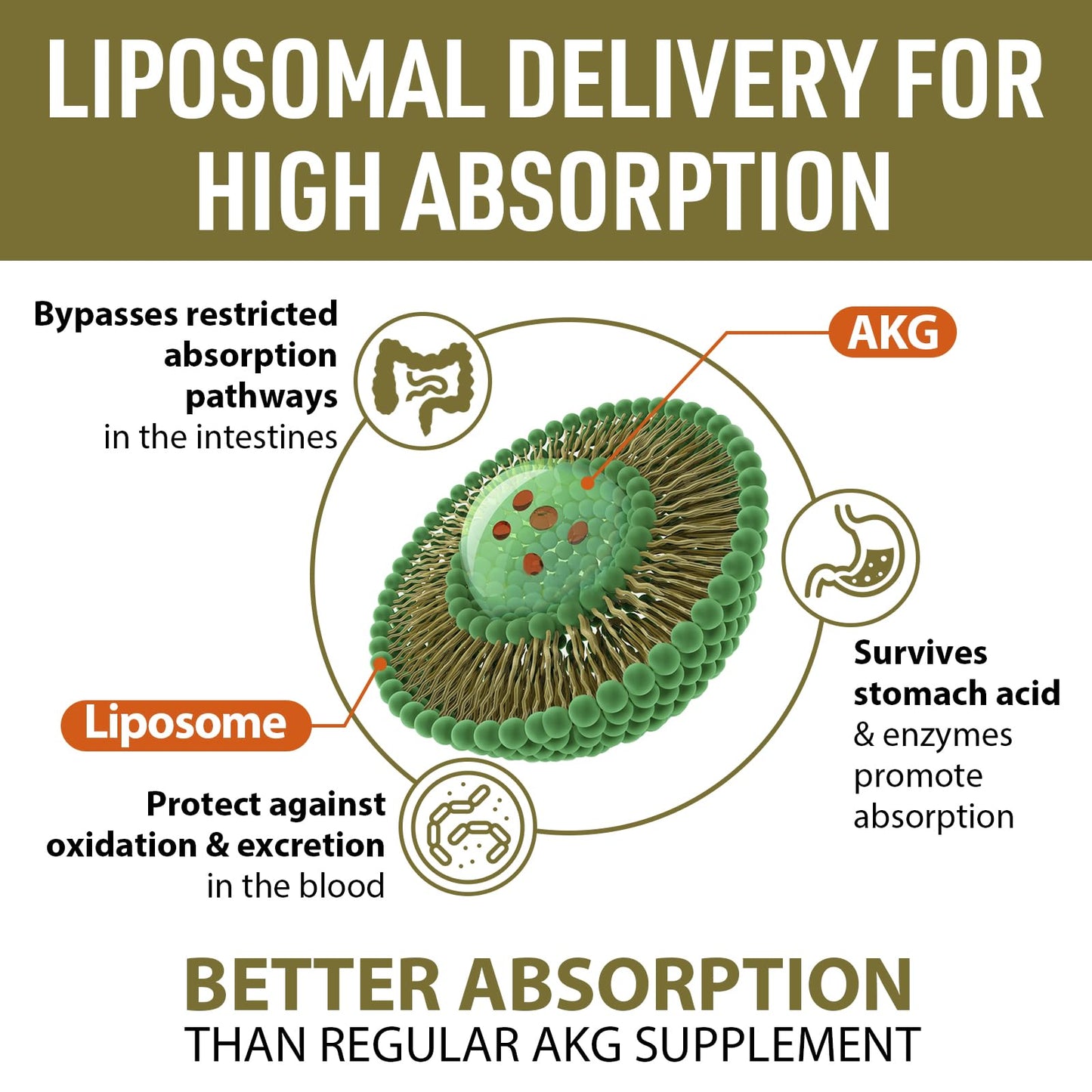 AJAXERRUE Liposomal Calcium AKG 1500 MG | Energy, Longevity & Metabolic Support | 180 Softgels