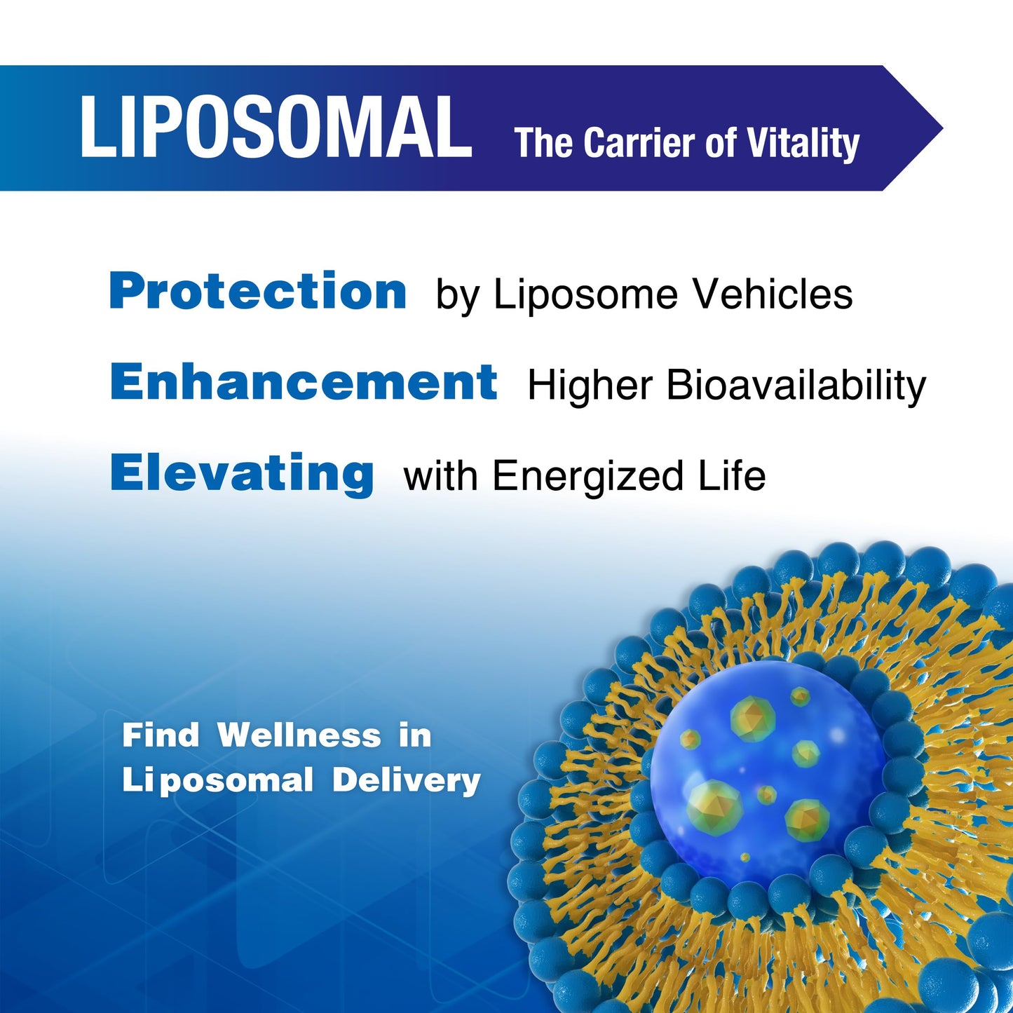 Lovita Liposomal NR 1000 mg with Quercetin & Trans-Resveratrol | Vegan Capsules