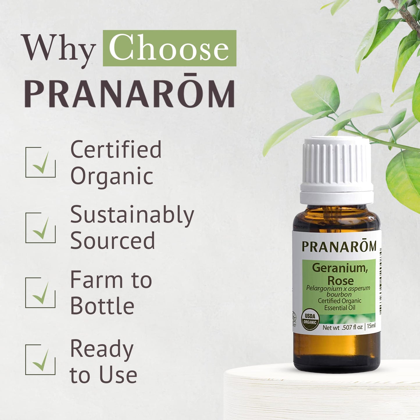 Pranarom Rose Geranium Essential Oil 5ml – 100% Pure, Organic, USDA & ECOCERT Certified