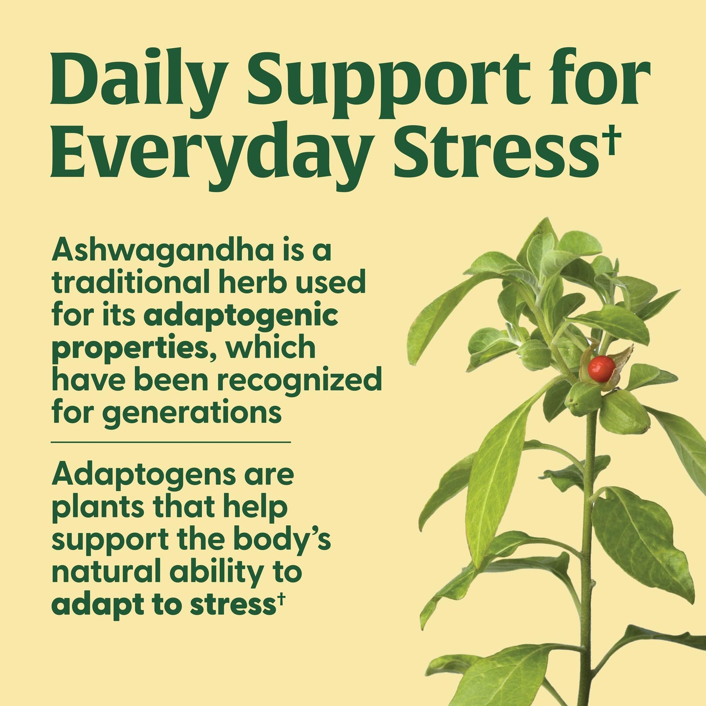 MegaFood Adrenal Strength - Adrenal Support with Ashwagandha, Magnesium Glycinate, Vitamin C | Vegetarian, 60 Tablets