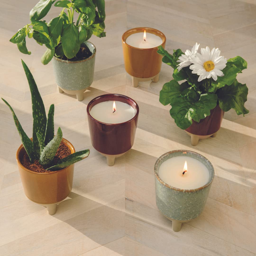 Modern Sprout Glow and Grow Kit — Candle That Becomes Aloe Planter in Ceramic Vessel