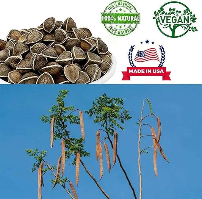 Premium Moringa Seed Moringa Oleifera Malunggay Drumstick Seeds from India – 8 oz Bag, 100% Natural Superfood