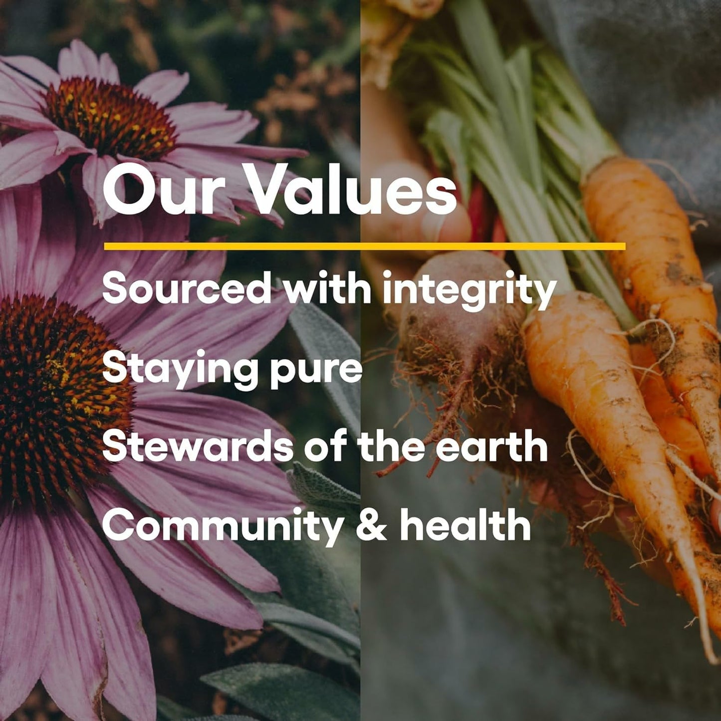 Natural Factors Whole Earth & Sea Women's 50+ Multivitamin & Mineral – Daily Bone & Brain Support (120 Tablets, 60 Servings)