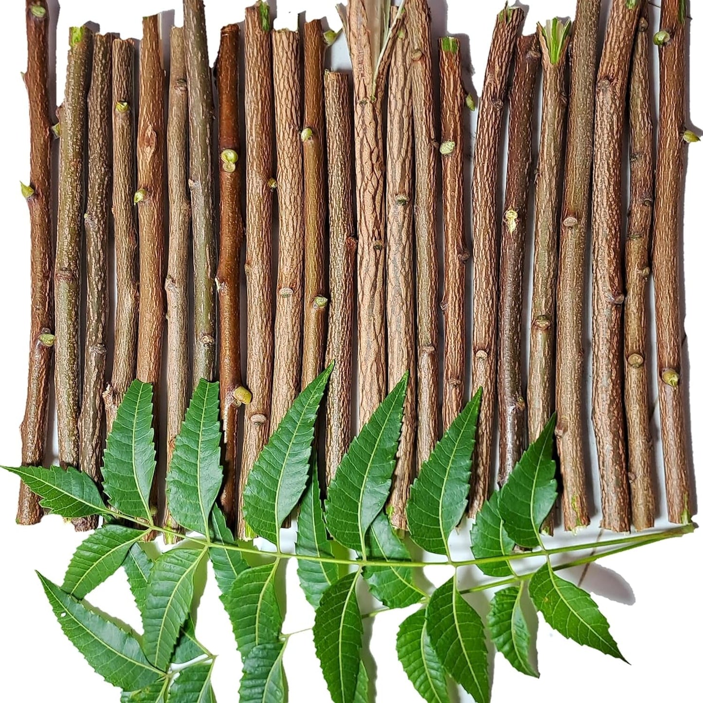 Ayurvedic Neem Datun - Organic Toothbrush Twig (5-7 in) Pack of 10