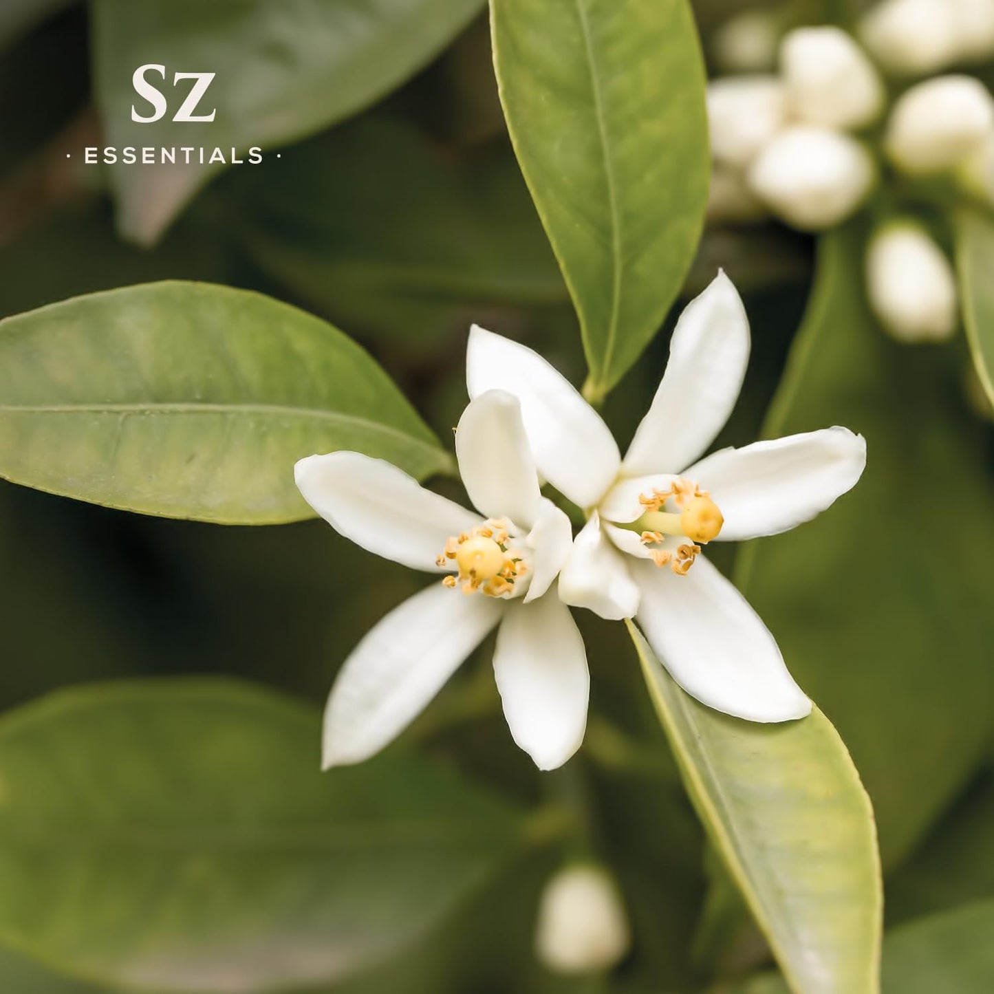 Sz Essentials Neroli Essential Oil 5ml – 100% Pure, Therapeutic Grade