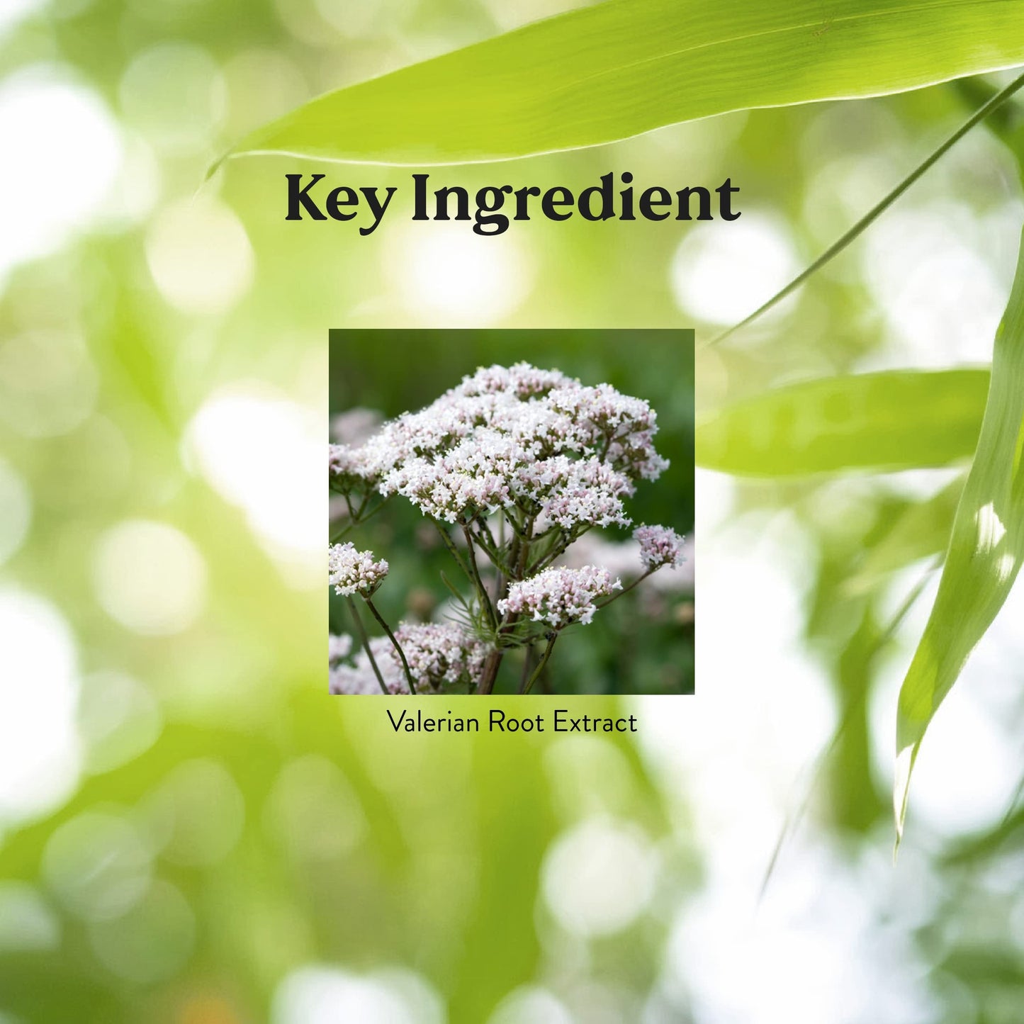 Nature's Sunshine Valerian Root 100 Capsules | Relaxation & Sleep Support